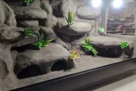 Ile kosztuje terrarium dla gekona? Całkowity koszt [700-1500 zł]