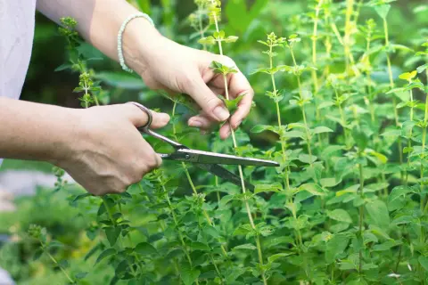 Hände schneiden frische Minze im Garten.