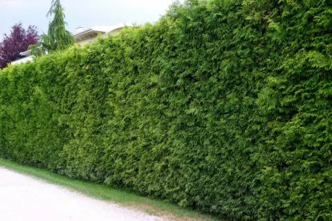 Gęsty żywopłot z tui, idealny na prywatność. Dowiedz się, co ile sadzić tuje, by uzyskać taki efekt.