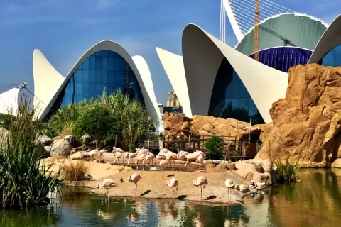 Różowe flamingi odpoczywają przy wodzie przed futurystycznym budynkiem, który jest częścią największego oceanarium w Europie.
