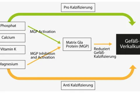 Diagramm zeigt, wie Vitamin K die Matrix Gla Protein (MGP) aktiviert, um Gefäßverkalkung zu reduzieren.