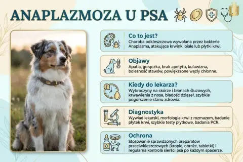 Anaplazmoza u psa: objawy, kiedy do weterynarza, diagnostyka i ochrona. Rokowania zależą od wczesnego wykrycia.