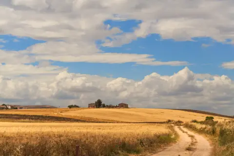 Campi dorati di grano sotto un cielo azzurro e nuvoloso, che ricordano il tavoliere delle Puglie. Una strada sterrata serpeggia tra i campi verso un casolare.