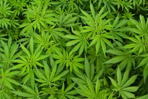 Marihuana: Co musisz wiedzieć o korzyściach, ryzykach i prawie?