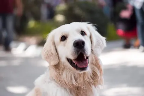 Uśmiechnięty golden retriever z otwartym pyskiem. Czy to jego mina, gdy zastanawia się, dlaczego pies boi się wszystkiego?