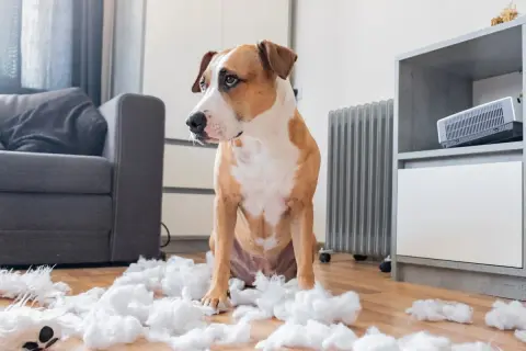 Un chien pitbull, l'air coupable, assis au milieu de peluches déchirées. Que faire avec un chien destructeur ?