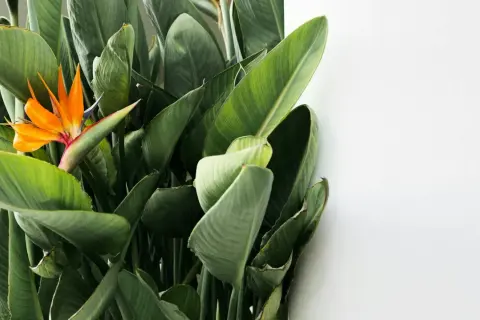 Pomarańczowa strelicja kwitnie wśród bujnych, zielonych liści. Uprawa tej egzotycznej rośliny w domu to prawdziwa ozdoba.