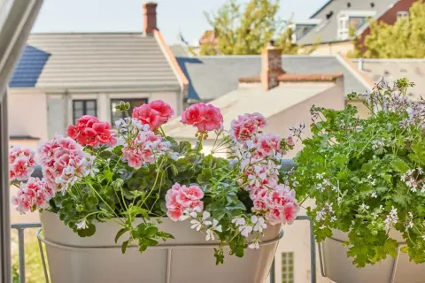 Piękne, kwitnące pelargonie w doniczkach na balkonie. W tle widać dachy domów. To efekt stosowania domowego nawozu do pelargonii.