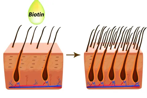 La biotina mejora la salud capilar, mostrando cómo aumenta la densidad del cabello.