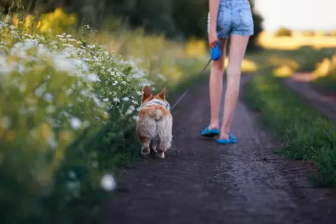 Ile powinien trwać spacer z psem, aby uniknąć problemów zdrowotnych?