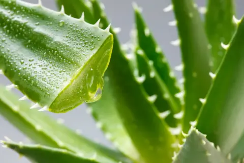 Ein Tropfen Aloe-Vera-Saft (Aloe barbadensis leaf juice) tropft von einem grünen Blatt mit Wassertropfen und Dornen.
