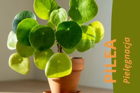 Kwiat pieniążek (Pilea peperomioides) w doniczce, z zielonymi, okrągłymi liśćmi. Tekst "PILEA Pielęgnacja".