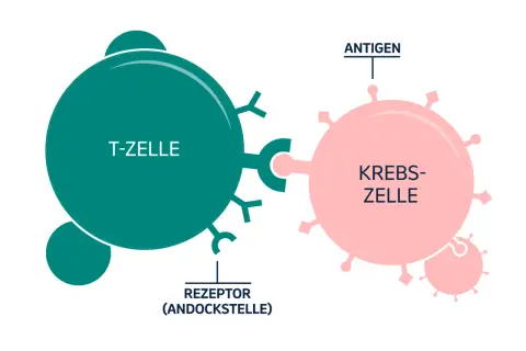 Eine T-Zelle mit Rezeptor bindet an eine Krebszelle mit Antigen. So funktioniert Immuntherapie.
