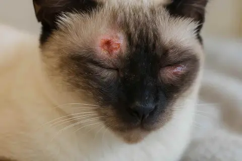 Gato siamés con lesiones rojizas y costrosas alrededor de los ojos, indicativo de tiña en gatos.