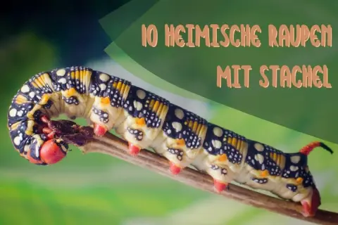 Eine bunte Raupe mit Stachel kriecht auf einem Ast. Sie hat gelbe, schwarze und weiße Muster.