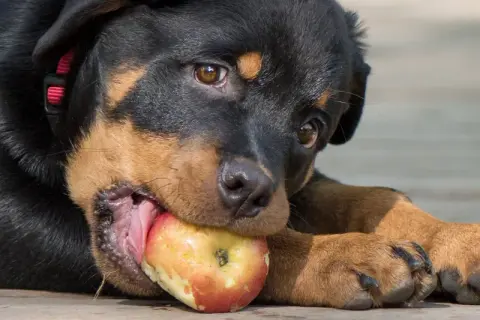 Szczeniak rottweilera gryzie jabłko, zastanawiając się, czy pies może jeść jabłko.