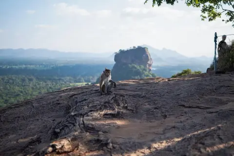 Małpa na skale, w tle góry i bujna zieleń. Czy Sri Lanka warto? Tak, dla takich widoków i spotkań!
