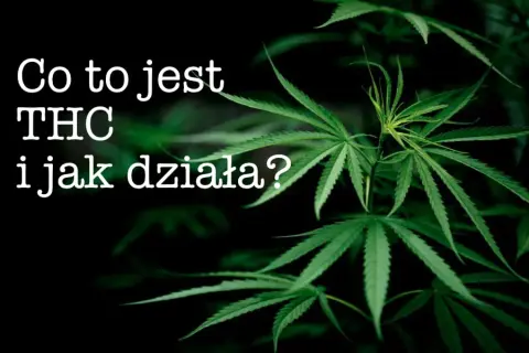 THC: Co to jest, jak działa i czy jest legalne w Polsce?