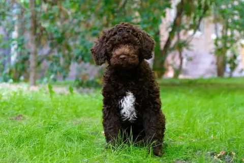 Lagotto Romagnolo: Czy jego sierść to włos? Odkryj prawdę!