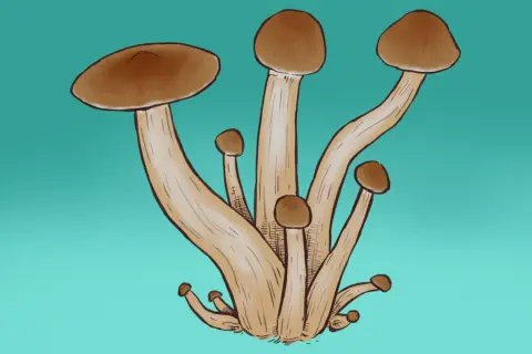 Ilustracja pęczka brązowych grzybów na turkusowym tle.