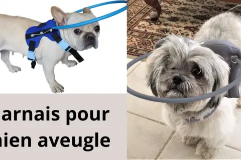 Un harnais pour petit chien aveugle, avec un anneau protecteur autour de la tête pour éviter les chocs.