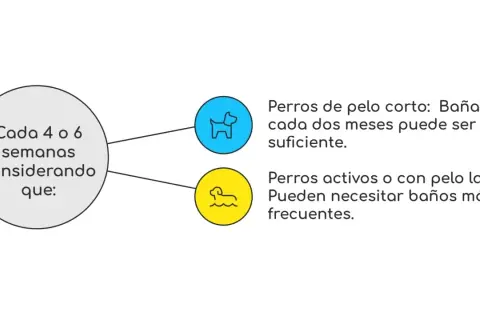 Guía sobre cada cuanto se baña a un perro: pelo corto cada dos meses, pelo largo o activos, baños más frecuentes.