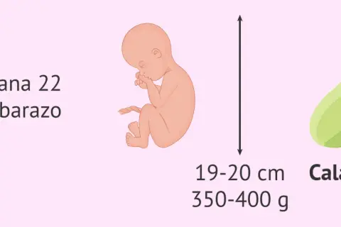 Bebé de 22 semanas de embarazo, mide 19-20 cm y pesa 350-400 g, similar a un calabacín.