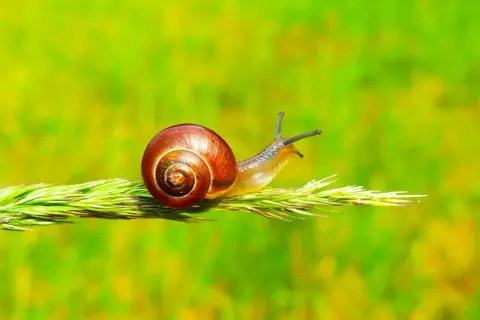 Mały ślimak z brązową muszlą wspina się po źdźble trawy. To fascynujące stworzenie, co je ślimak, jest teraz w centrum uwagi.