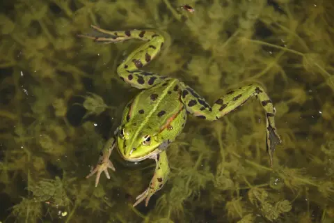 Une grenouille verte, tachetée de noir, nage dans une mare trouble, ses pattes palmées déployées.