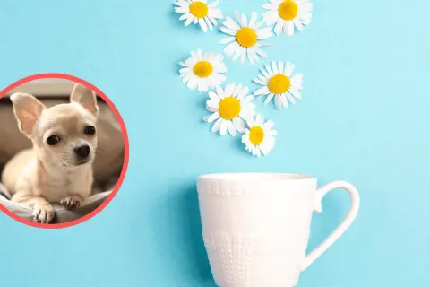 Czy pies może pić rumianek? Uroczy chihuahua patrzy na filiżankę z kwiatami, sugerując naturalne sposoby na ukojenie.