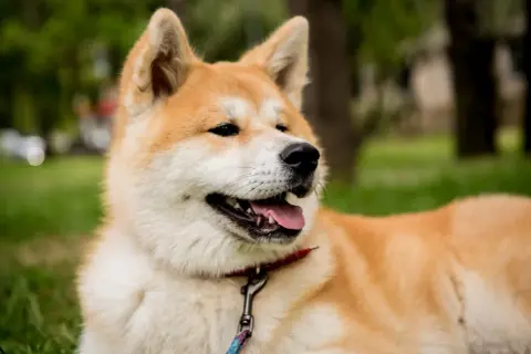 Urocza akita leży na trawie. Czy akita jest groźna? Ten piesek wygląda na łagodnego i przyjaznego.