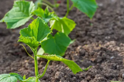 Młode sadzonki ogórków w gruncie. Dowiedz się, co ile sadzić ogórki z rozsady, aby uzyskać obfite plony.