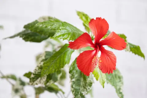 Czerwony kwiat hibiskusa z zielonymi liśćmi. Idealny na relaksującą herbatę z hibiskusem w ciąży.