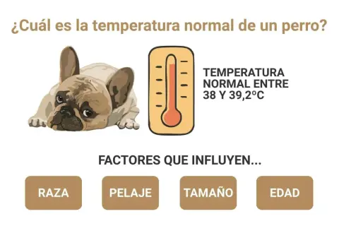 Un bulldog francés y un termómetro indican la temperatura normal de los perros: entre 38 y 39,2°C. Factores como raza, pelaje, tamaño y edad influyen.