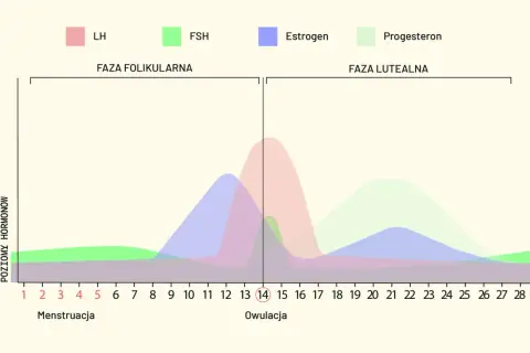 Wykres przedstawia poziomy hormonów (LH, FSH, estrogen, progesteron) w różnych fazach cyklu menstruacyjnego, od menstruacji przez owulację do fazy lutealnej.