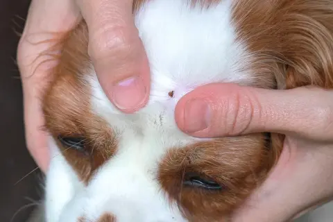 Nahaufnahme: Hände ziehen eine Zecke beim Hund vorsichtig heraus.