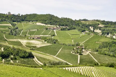 Sanfte Hügel mit endlosen Weinbergen, die die berühmte Barbaresco Rebsorte tragen. Kleine Häuser schmiegen sich in die Landschaft.