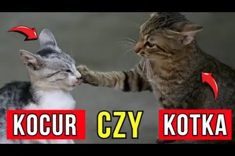 Jak rozpoznać kotkę: kluczowe różnice między kotką a kocurem