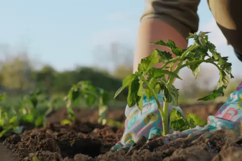 Sadzenie pomidorów zgodnie z kalendarzem biodynamicznym działkowca. Rękawiczki w kolorowe wzory chronią dłonie podczas pracy w ziemi.