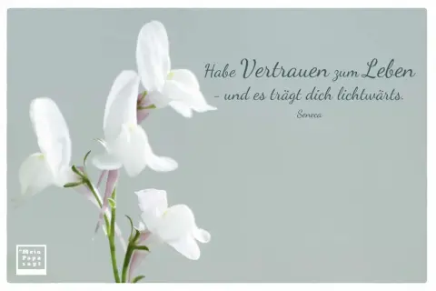 Zarte weiße Blüten und der Spruch "Habe Vertrauen zum Leben - und es trägt dich lichtwärts." von Seneca. Ein Bild, das Hoffnung und Zuversicht ausstrahlt.