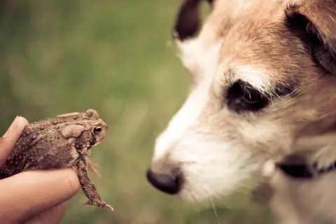 A hand holds a toad, presenting it to a curious dog. This image prompts the question: are toads poisonous to dogs?