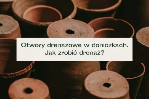 Drenaż w doniczce - klucz do zdrowych roślin i uniknięcia gnicia korzeni