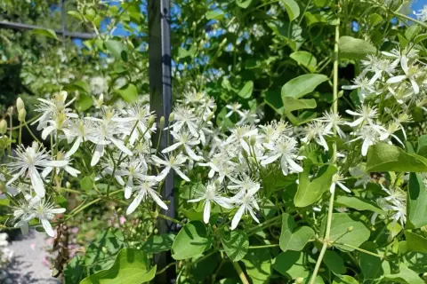 Kwitnący powoj **clematis jak szybko rośnie** na tle zieleni i błękitnego nieba.