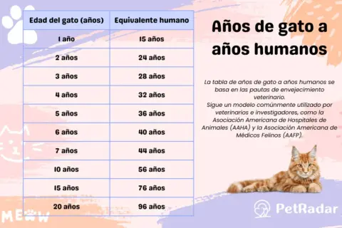Tabla que muestra cuánto vive un gato en años humanos. Un gato de 1 año equivale a 15 años humanos.