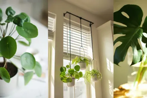 Plantas que purifican el aire: un Pilea Peperomioides, plantas colgantes y una hoja de Monstera en agua.