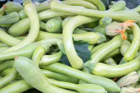 Zucchine trombetta fresche, perfette per le ricette liguri. Un tripudio di verde e sapori autentici.