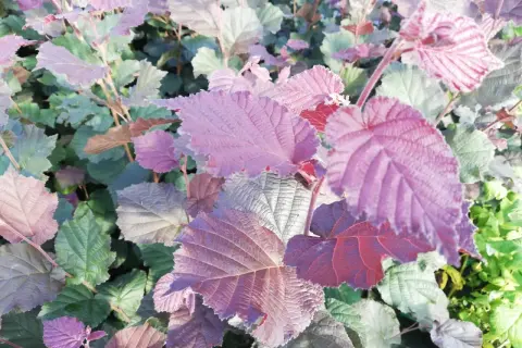 Liście orzecha laskowego czerwonego tworzą barwny dywan.