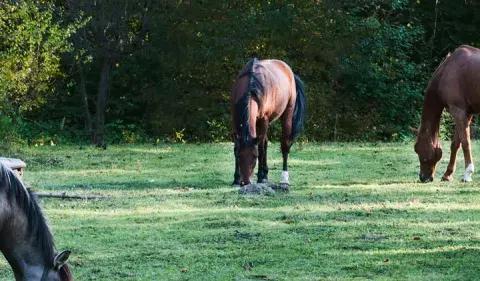 Ile kosztuje nauka jazdy konno? Sprawdź ceny i ukryte opłaty