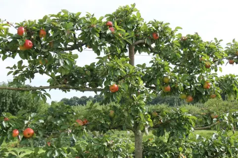 Reife Äpfel hängen an einem Spalierobstbaum, der als natürlicher Sichtschutz dient.