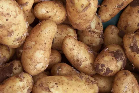 Jakie ziemniaki do sałatki jarzynowej, by uniknąć rozpadania się?